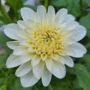 Meet your Posher, Cat